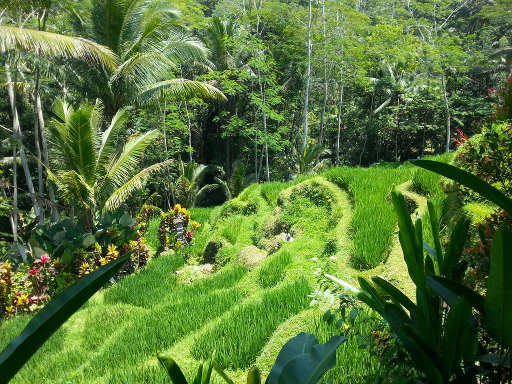 Villa Amrita Ubud Dış mekan fotoğraf