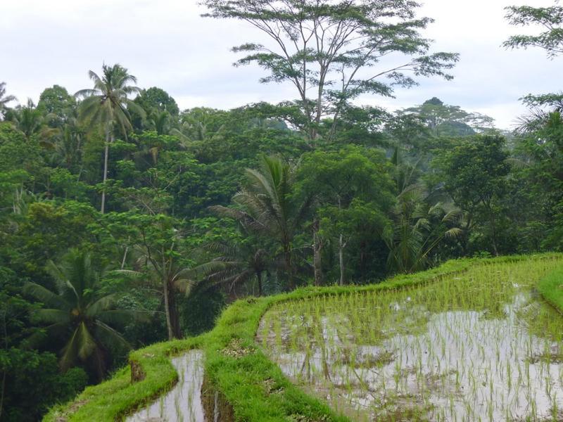 Villa Amrita Ubud Dış mekan fotoğraf