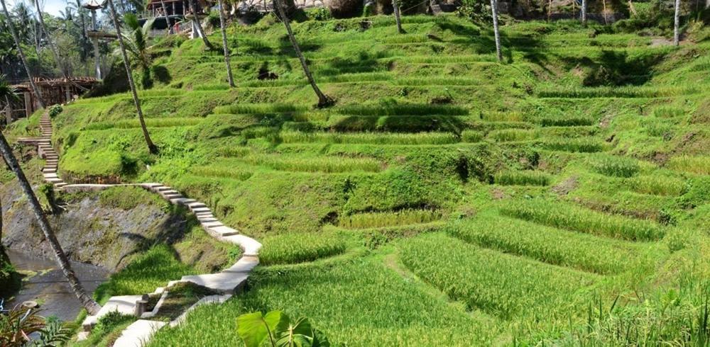 Villa Amrita Ubud Dış mekan fotoğraf
